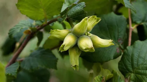 Как растет фундук орех Лещина обыкновенная и ее выращивание