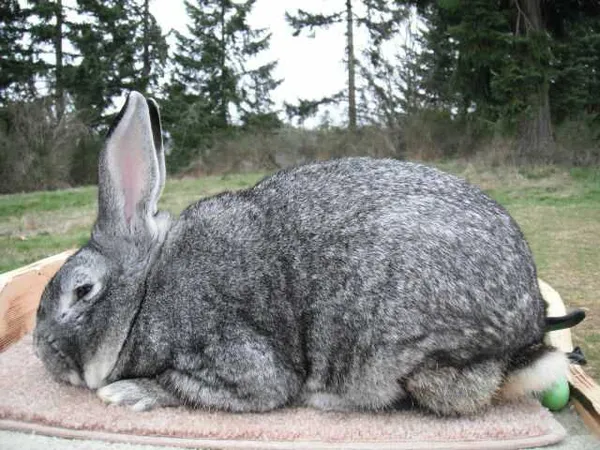 Калифорнийский кролик: устойчивая порода