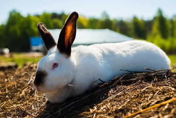 Кормление кроликов: правила и рекомендации