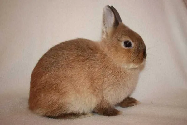 Какая порода кроликов самая устойчивая к болезням Список лучших пород кроликов