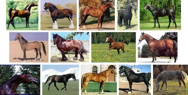 Легковозные породы лошадей