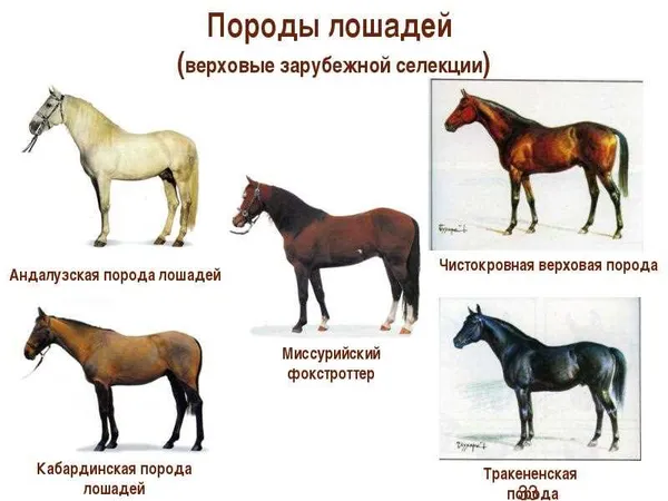 Тяжеловозные породы лошадей
