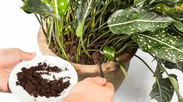 Как использовать кофейную гущу при посадке растений?