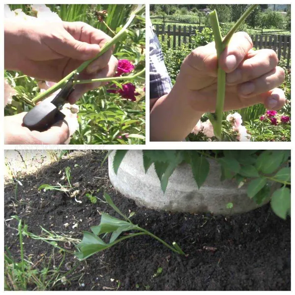 Как размножить пионы весной: полезные советы для начинающих садоводов 5