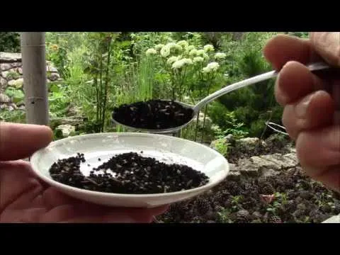 Черный тмин: особенности выращивания и внешний вид 5